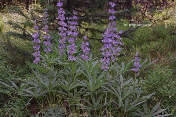 Lupinus wyethii